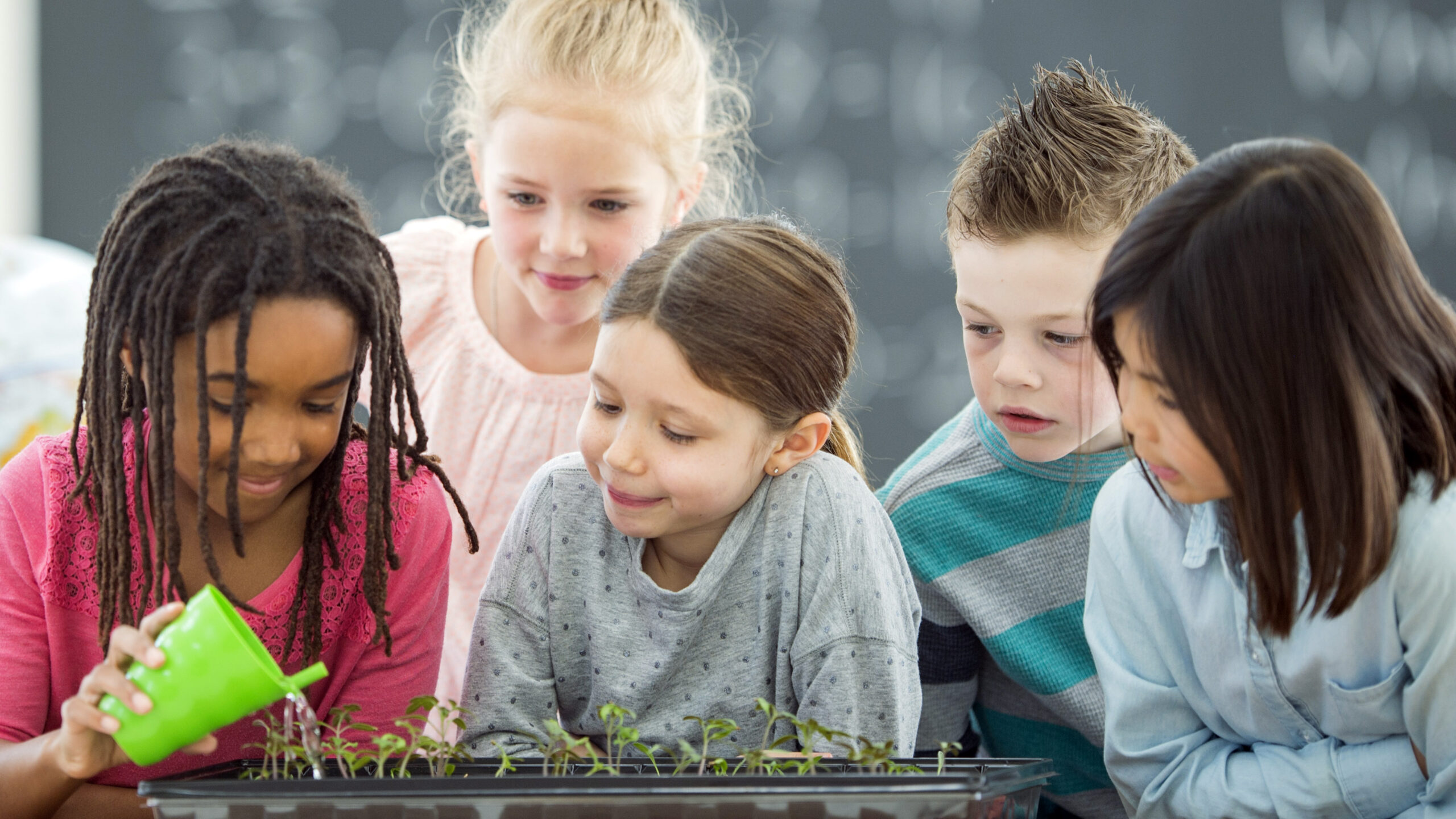 A group of children who are watering a small garden together
